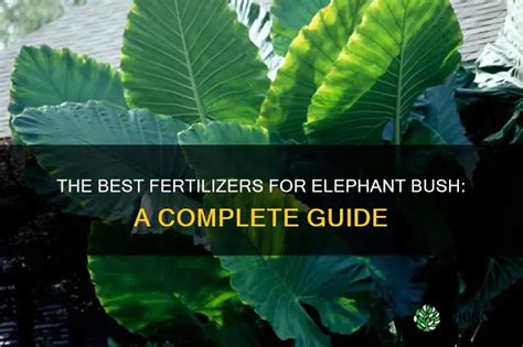 rainbow elephant bush fertilizer